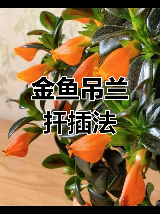 金鱼吊兰扦插技巧,一盆变十盆的秘诀