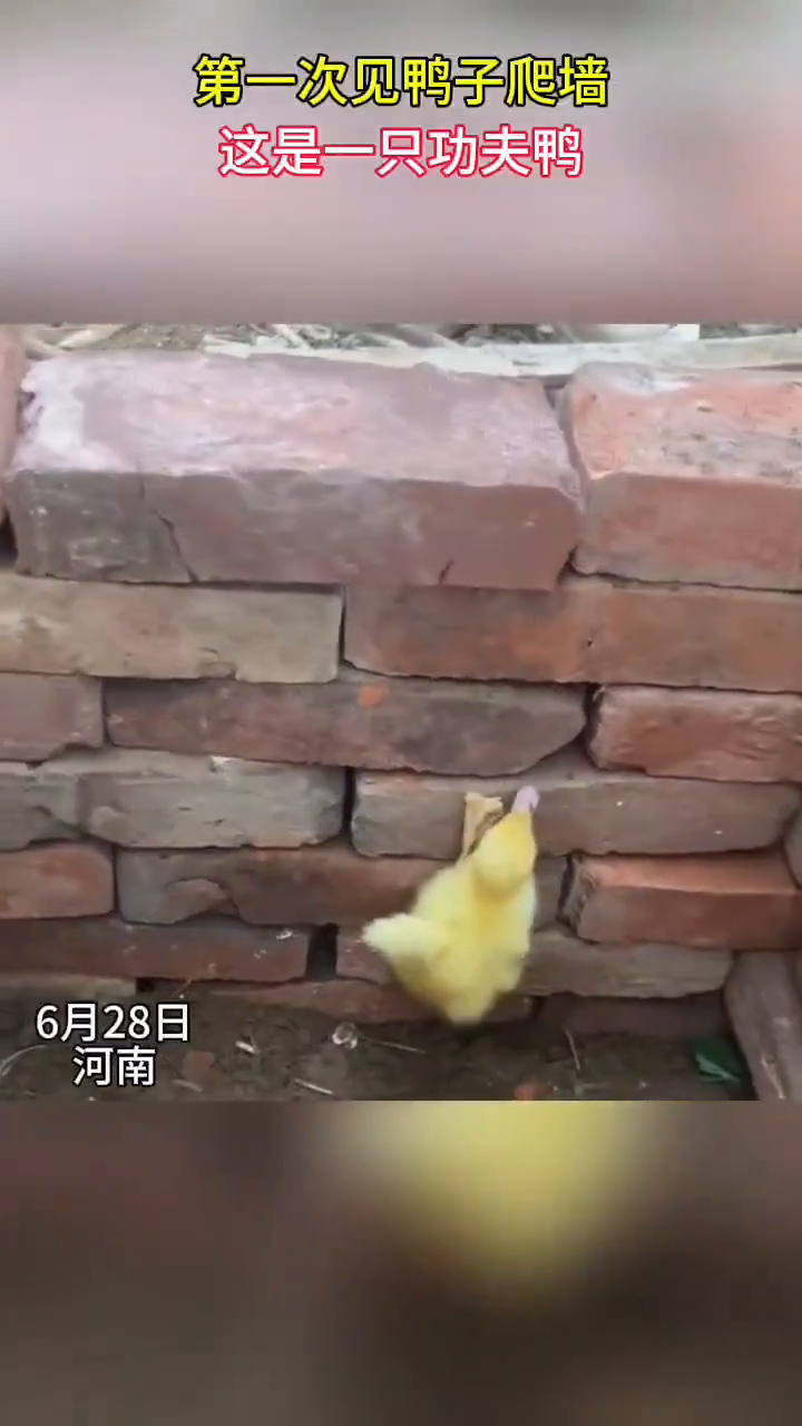 一只会爬墙的功夫鸭