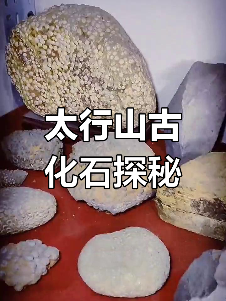 揭秘太行山古生物化石,探索藻类与三叶虫的奥秘