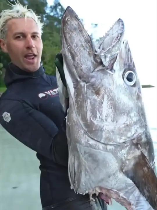 如何区分蓝鳍,黄鳍,大目和狗牙金枪