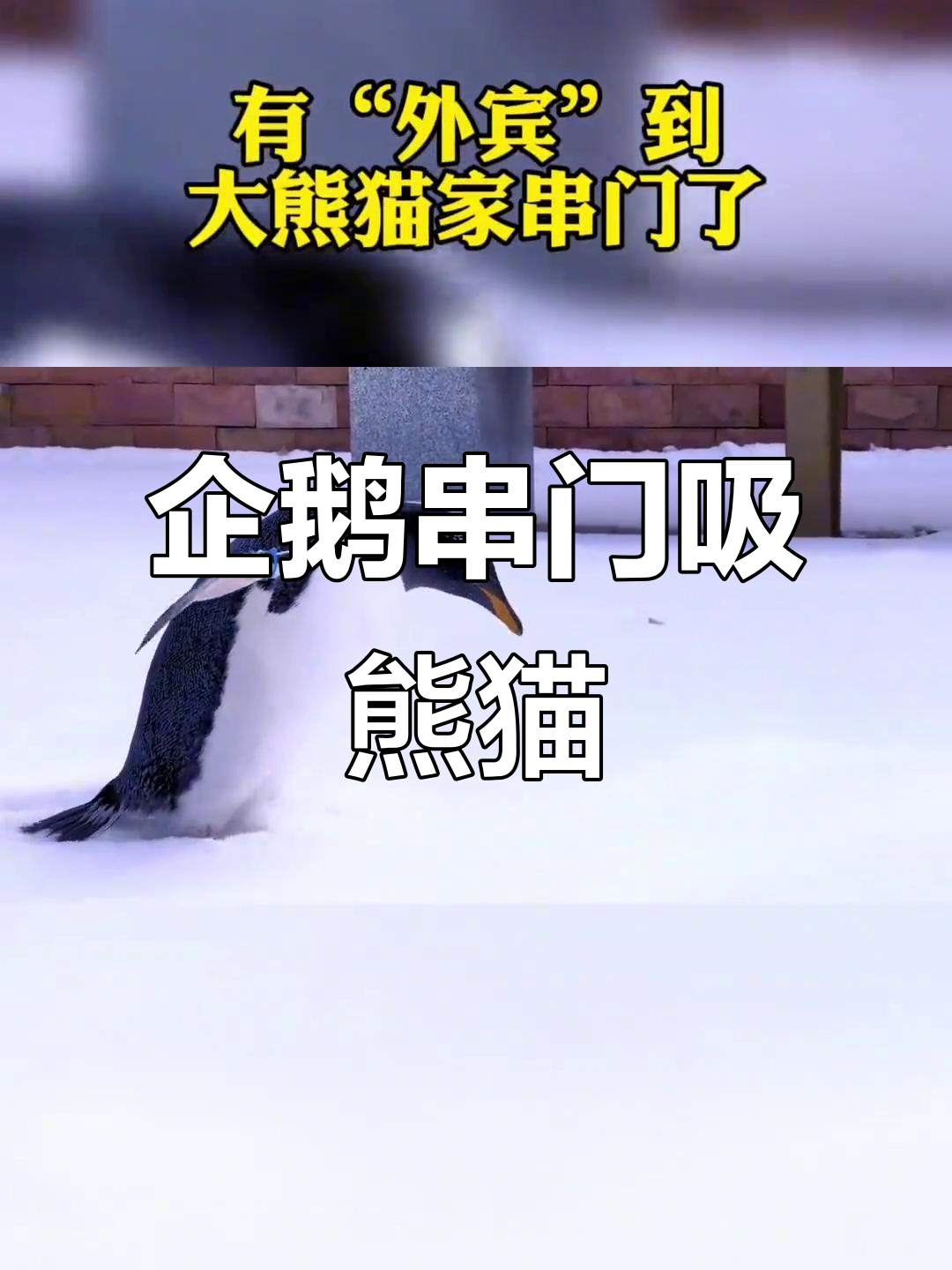 小企鹅拜访大熊猫,鄂尔多斯野生动物园萌态百出