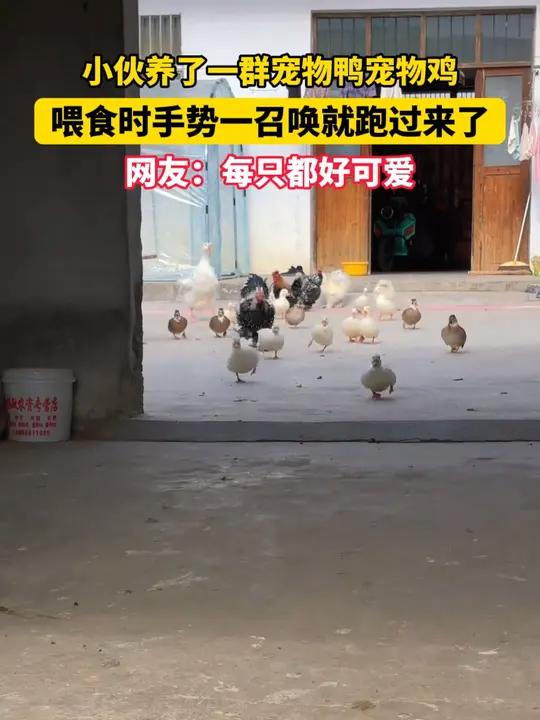 12月25日(采访时间)安徽宿州。小伙养了一群宠物鸭宠物鸡,喂食时手势一召唤就跑过来了。网
