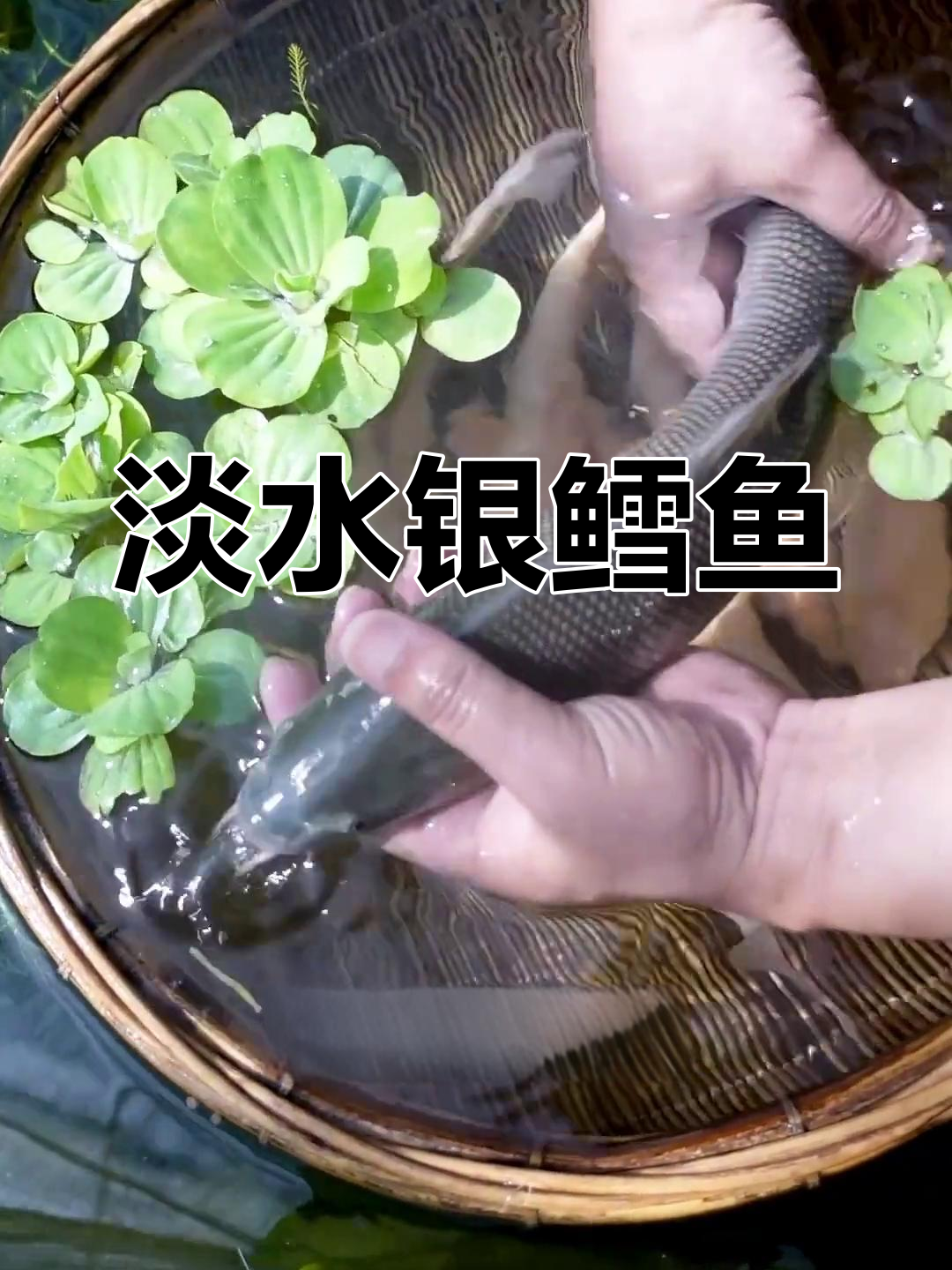 淡水银鳕鱼:草食性大型鱼类,生长迅速肉质鲜美