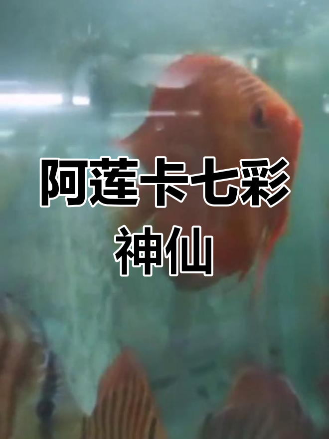 七彩神仙阿莲卡:红黄野血混养,鱼厂拍摄实录