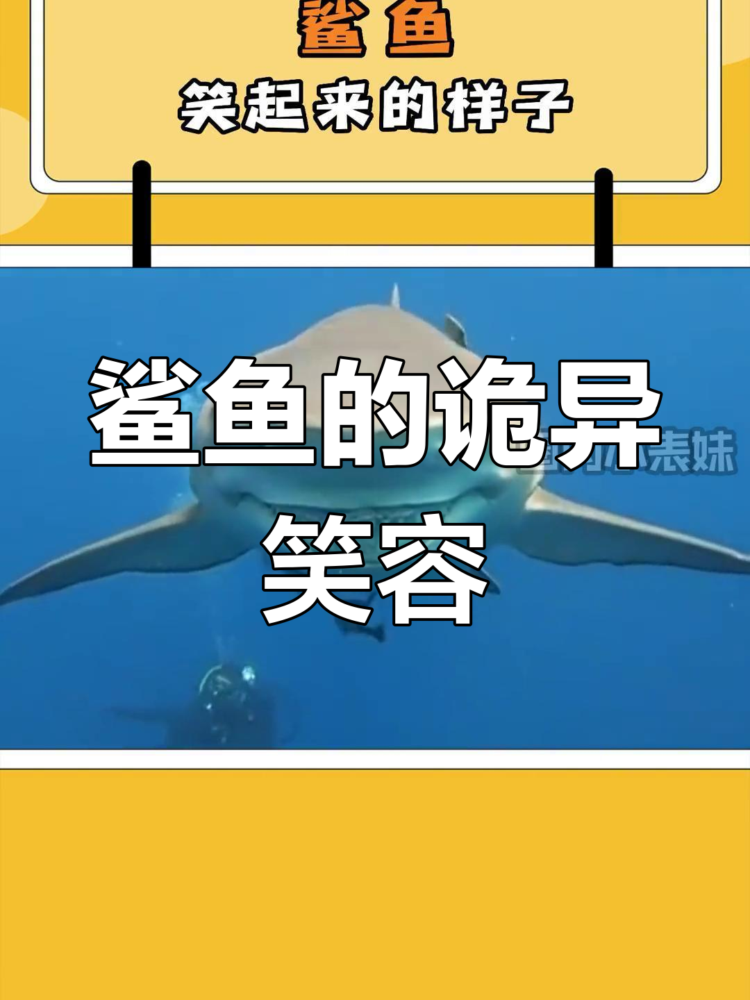 鲨鱼露出牙齿,看起来有点吓人