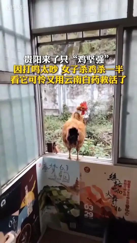 贵阳来了只“鸡坚强”！因打鸣太吵，女子杀鸡杀一半，看它可怜又用云南白药救活了