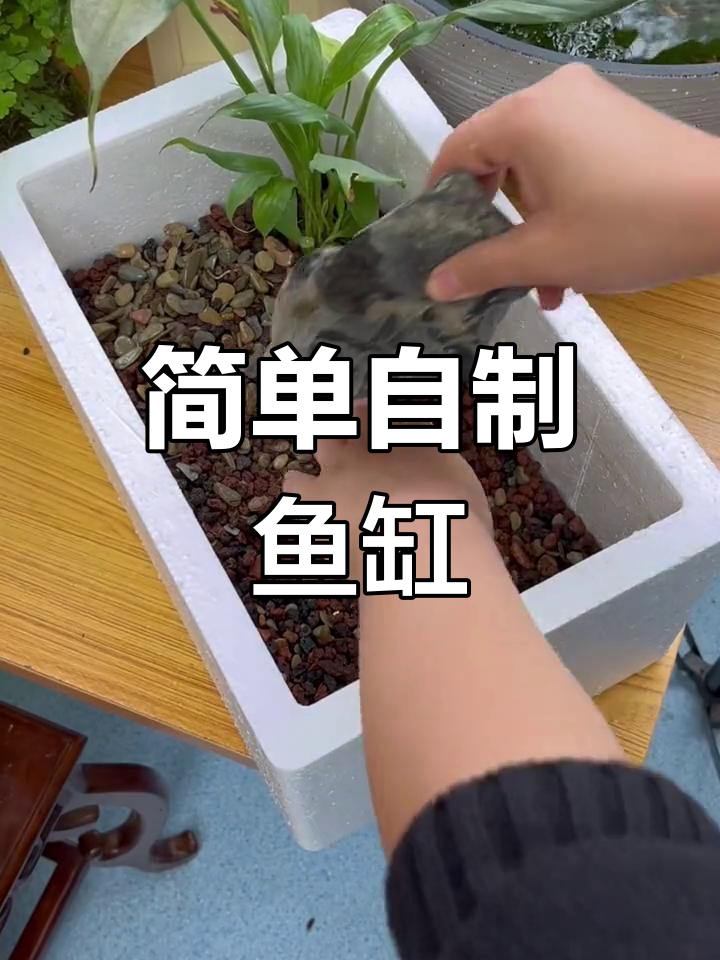 用泡沫箱打造简易鱼缸,和老公一起享受养鱼的乐趣