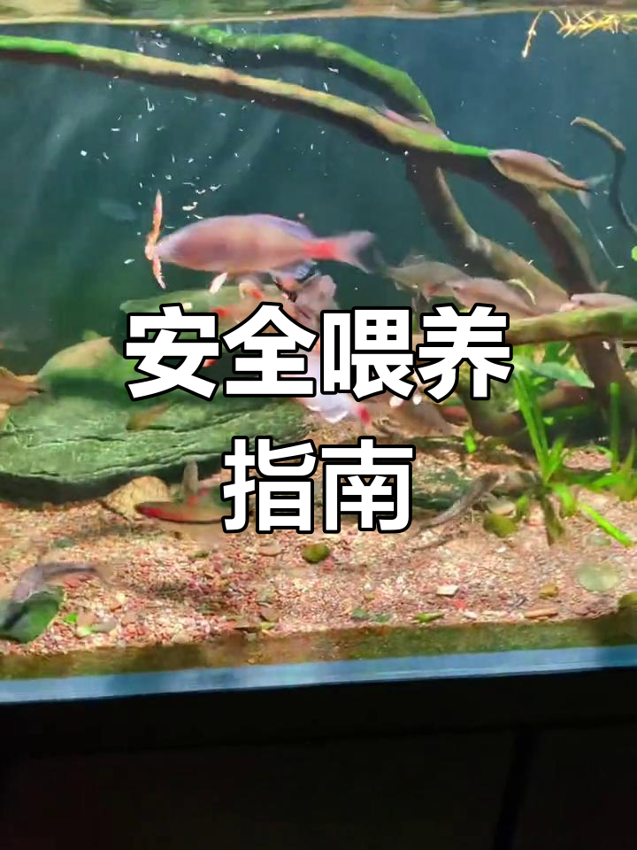 喂原生鱼时,考虑寄生虫风险,选择冰冻食物更安全
