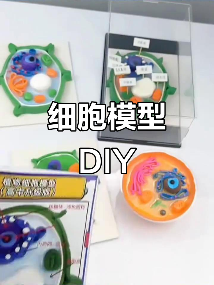 用粘土制作细胞模型,体验生物三维结构乐趣!