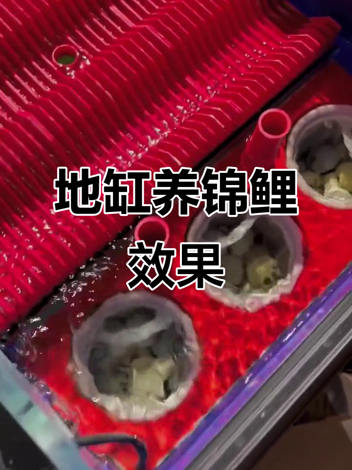 锦鲤地缸过滤揭秘，如何让花纹更清晰