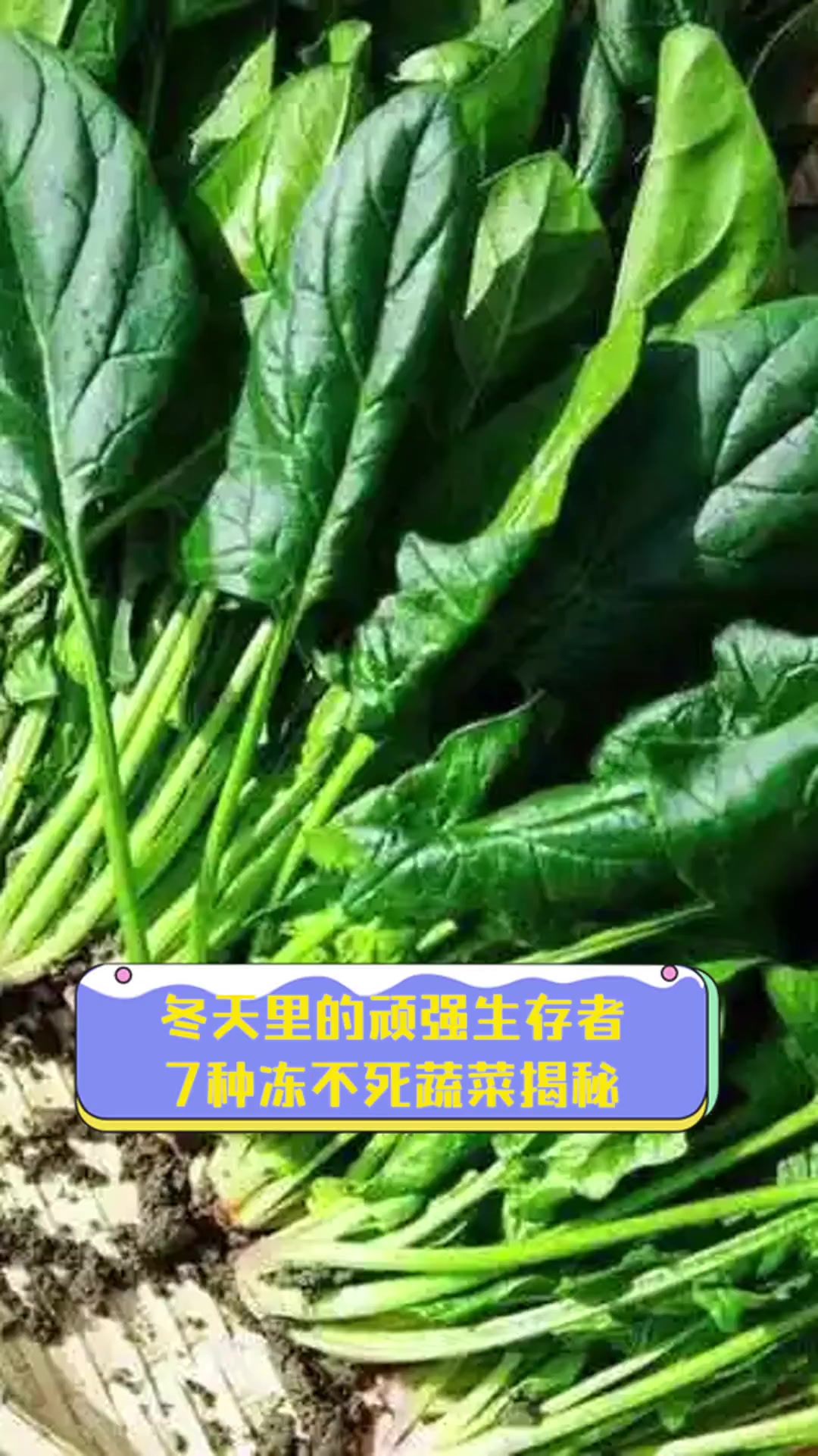 冬天里的顽强生存者,7种冻不死蔬菜揭秘
