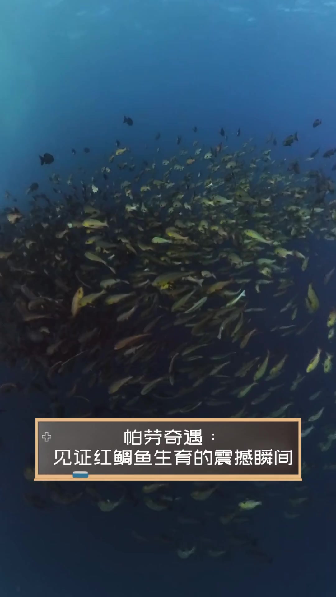 帕劳奇遇:见证红鲷鱼生育的震撼瞬间