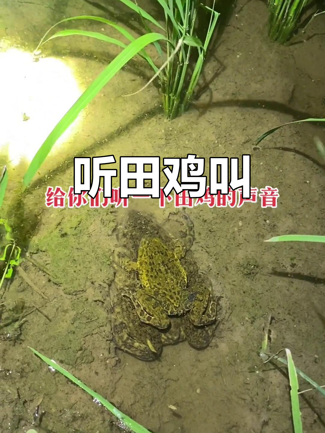 田鸡跳跃声大揭秘，快来听听它们的叫声！