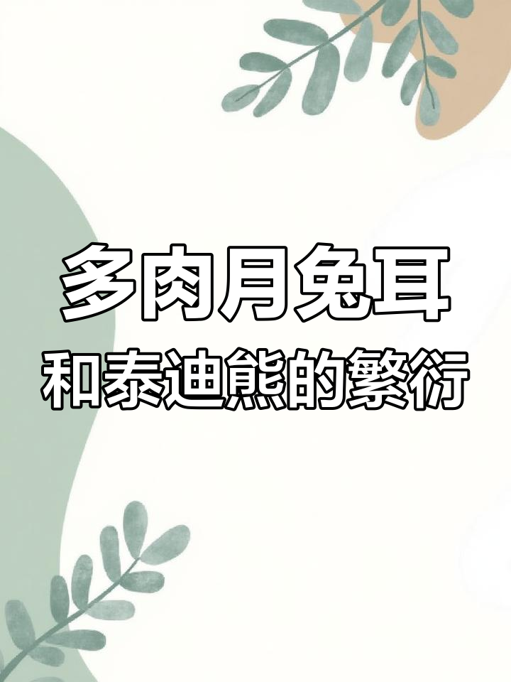 月兔耳与泰迪熊多肉繁殖技巧,轻松学会叶片扦插法
