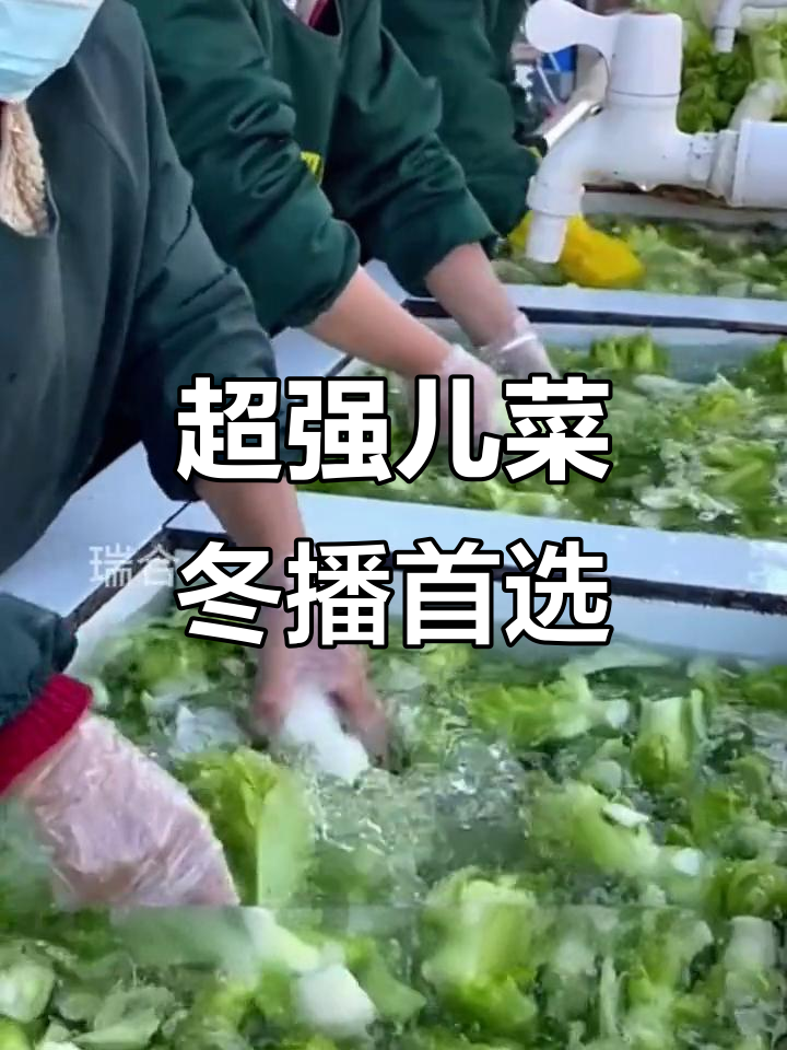 冬季必备!钙含量超牛奶,维C比苹果还高,耐寒又抗虫的儿菜