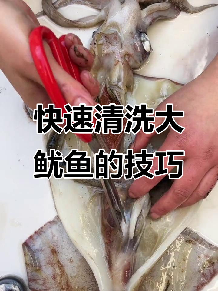 大鱿鱼清理全攻略,教你轻松去腮、黄和软骨
