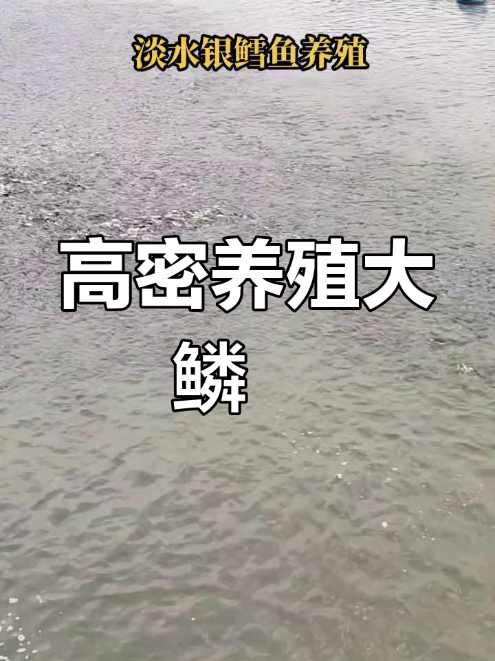 淡水银鳕鱼养殖技术:高密度放流与饲料选择