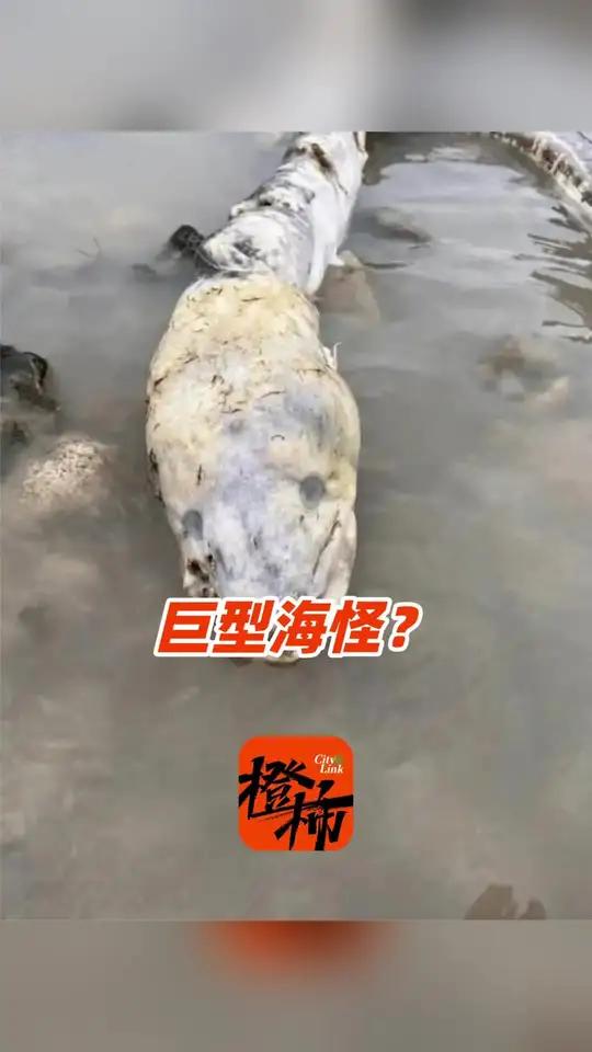 英国海边出现巨型海怪?专家确认是一条“康吉鳗”