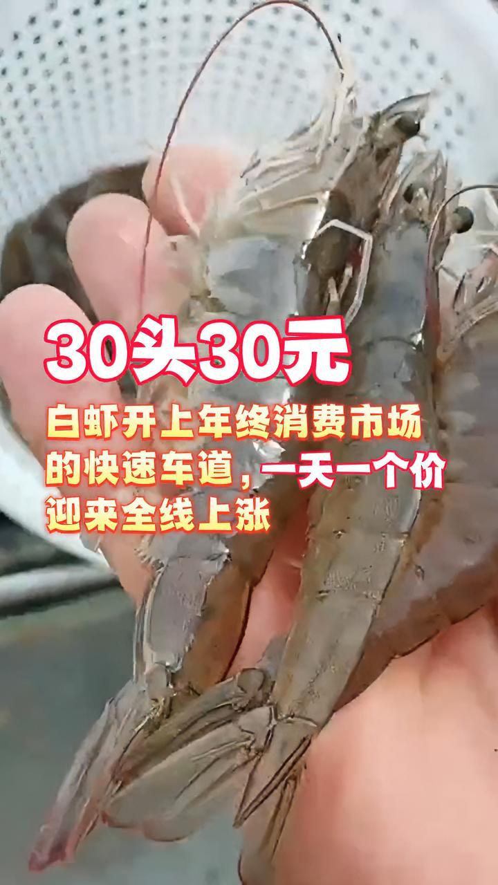 新年开门红!江苏、广东白虾全线上涨,30头冲破30元大关 南美白对虾养殖 水产
