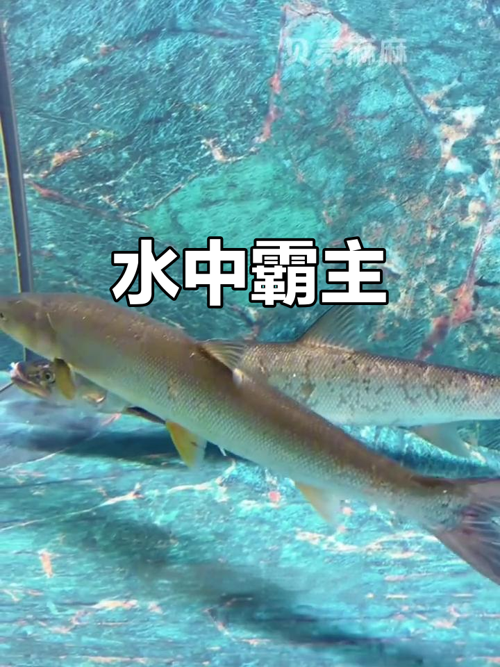 鳡鱼,淡水中的王者,适应力强,互动有趣,新手也能轻松饲养