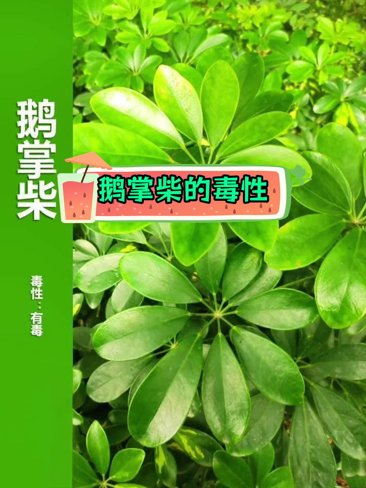 鹅掌柴:有毒植物,四季常绿