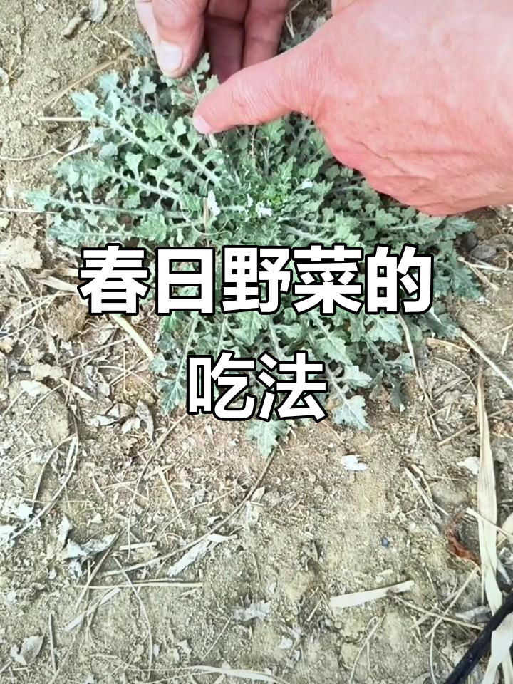 春季初见,苦味野菜需先泡后焯才能食用