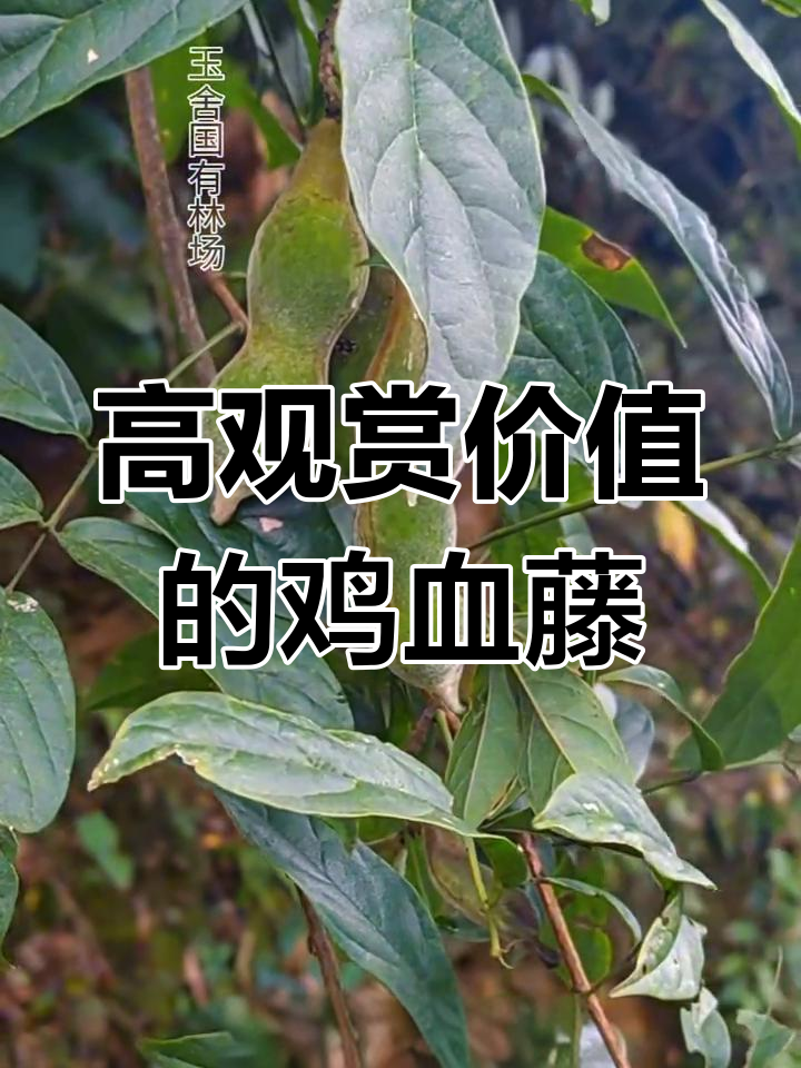 香花鸡血藤:攀岩植物与药用价值
