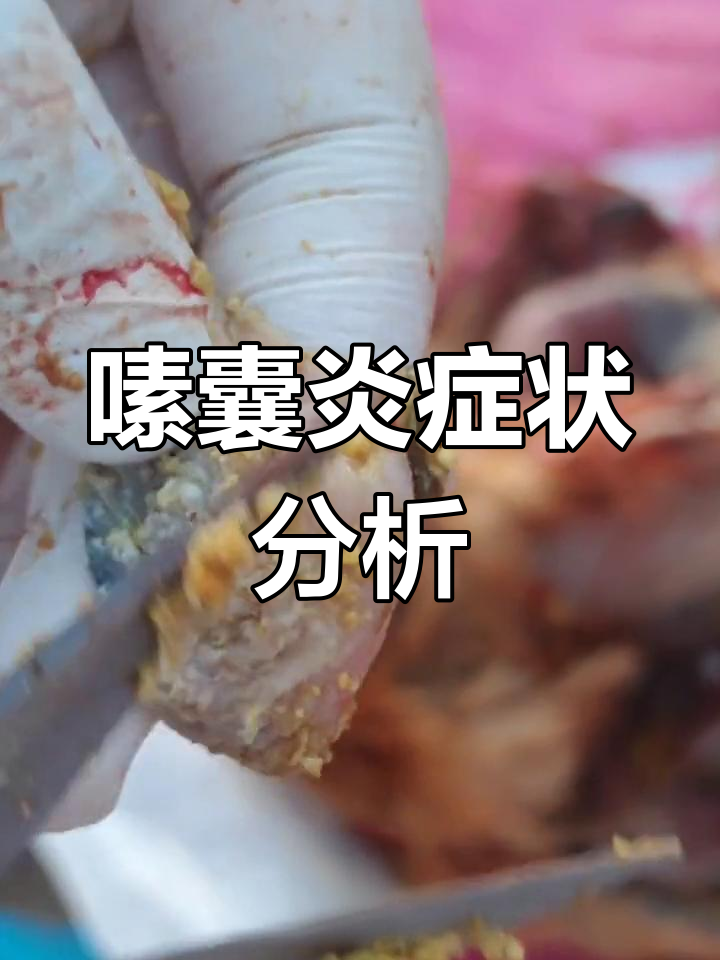 嗉囊炎与念珠菌感染:鸡群消化问题解析