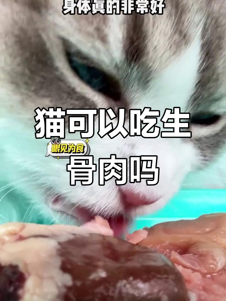 小猫咪能吃生骨肉吗?了解利与弊