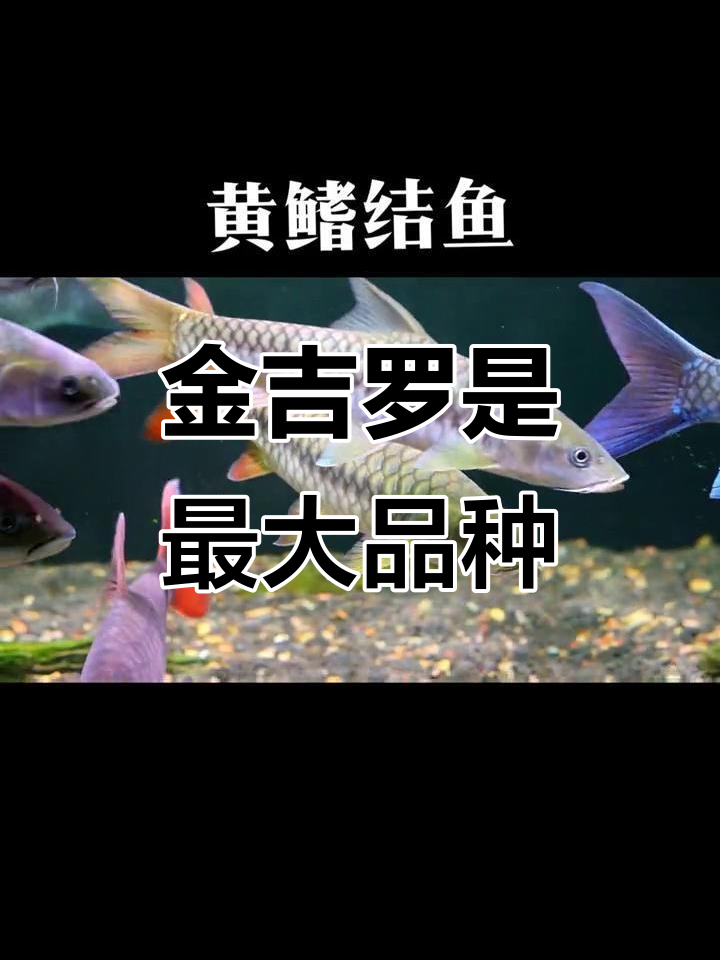 皇室金吉罗：体型最长，观赏价值高
