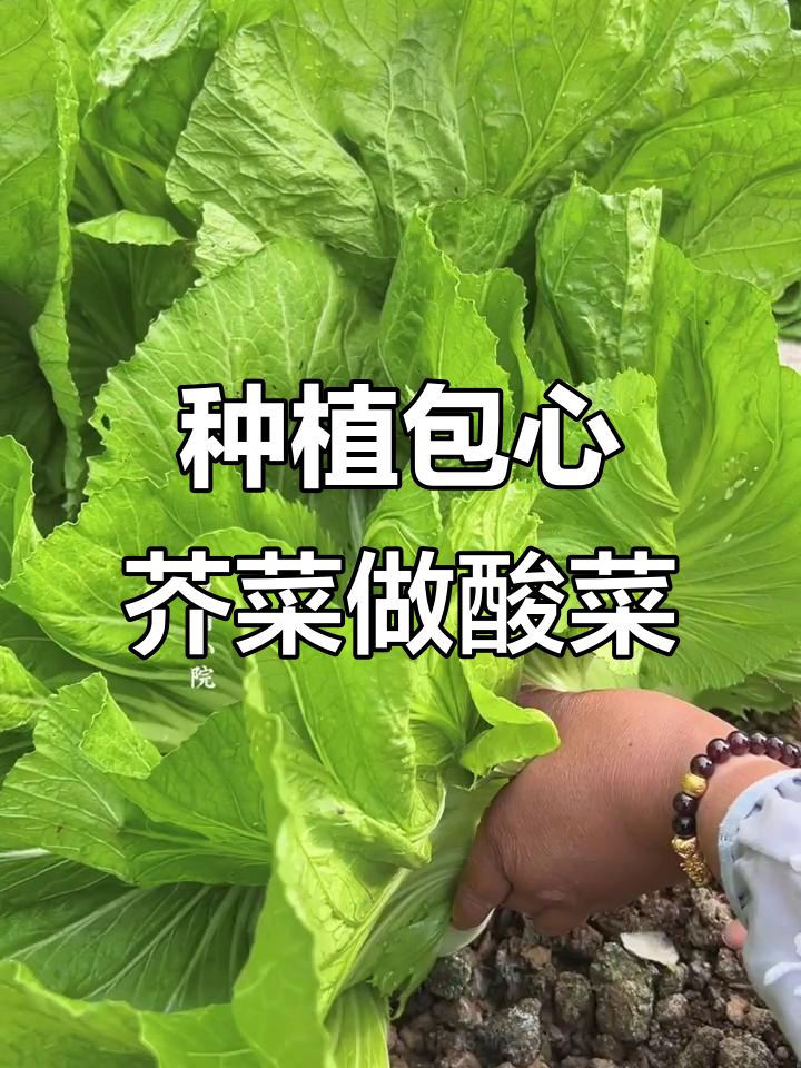 包心芥菜种植季,酸菜下饭必备