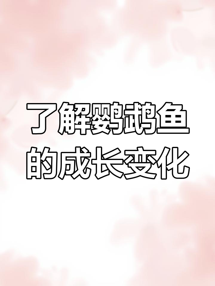鹦鹉鱼起源与性格揭秘,三角嘴和金刚鹦鹉的差异