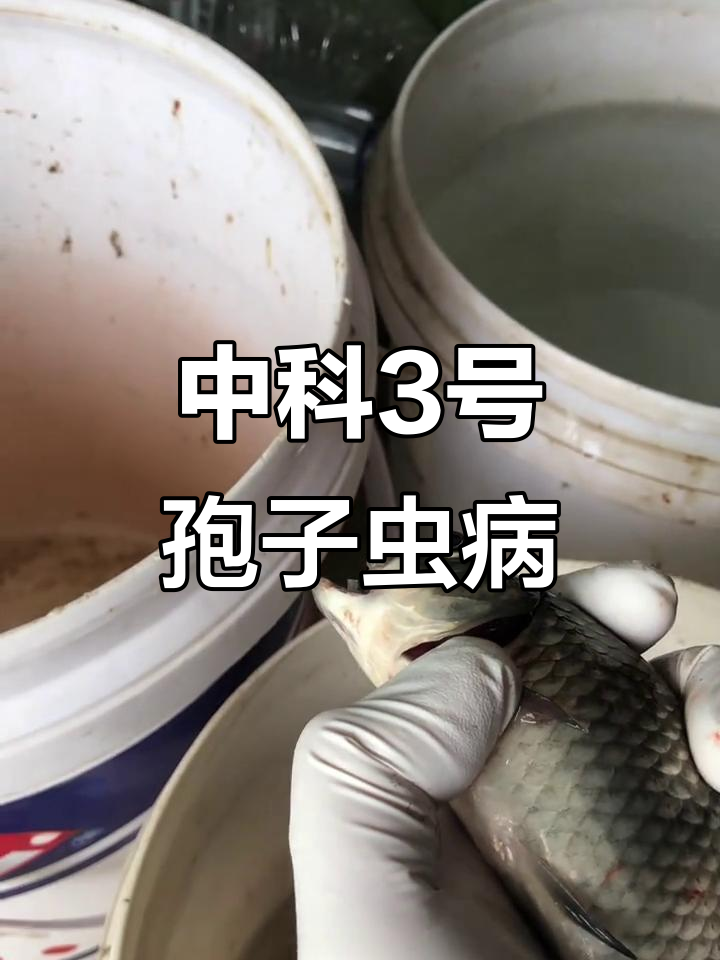鲫鱼中科三号孢子虫致死率惊人，如何防治？