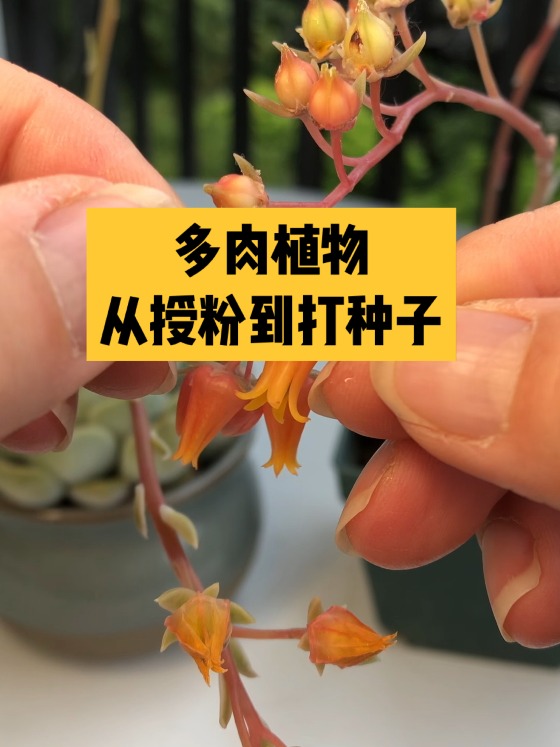 多肉植物从授粉到打种子的全过程