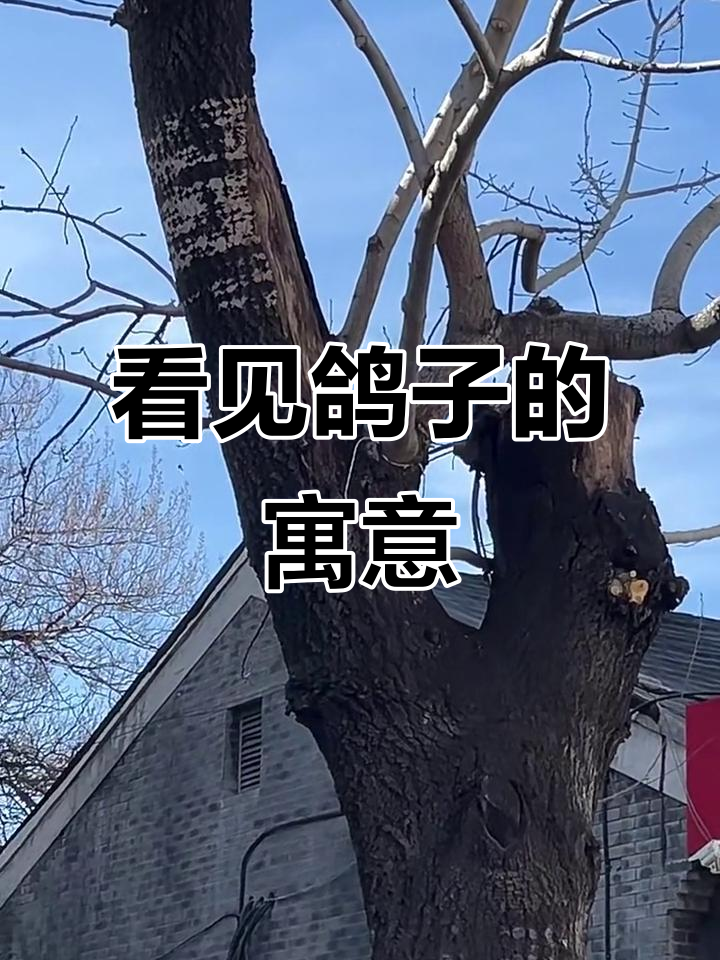鸽子群飞来,预示着什么?