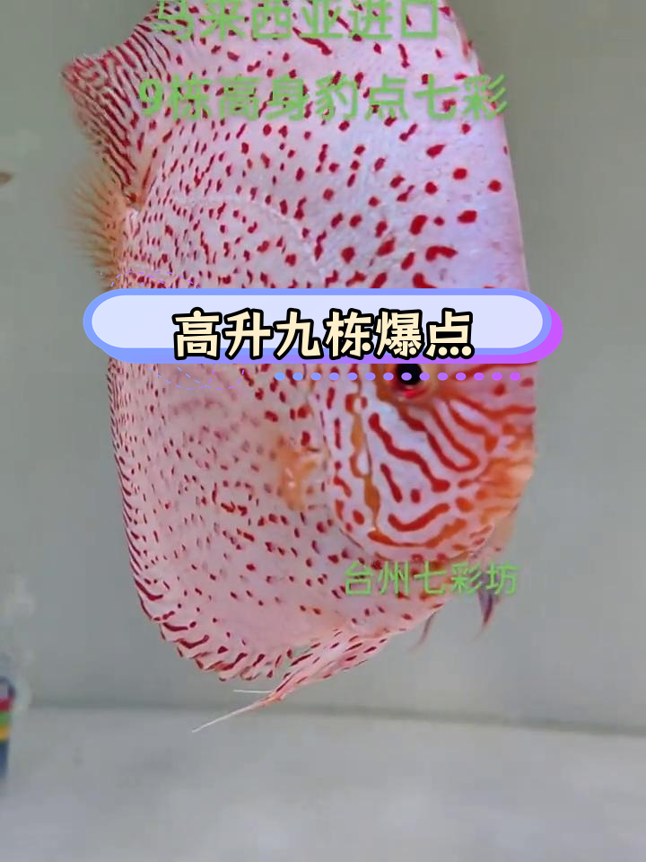 马来西亚进口高身七彩神仙鱼,体型完美