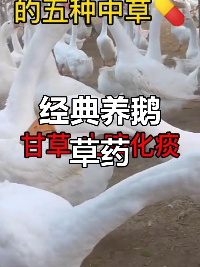 养鹅必备中草药推荐