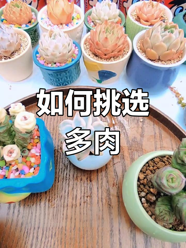 多肉植物养护小技巧:如何区分药精与自然井