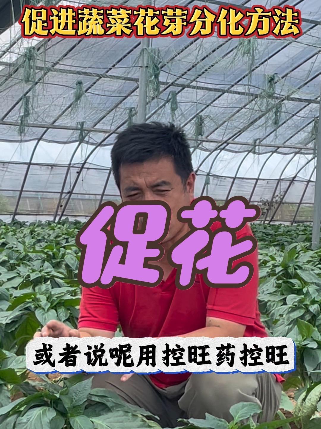 花少花弱，就用它来促！蔬菜种植 蔬菜大棚
