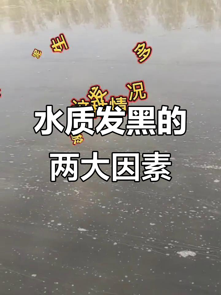 鱼塘水质发黑原因分析:两种情况解析