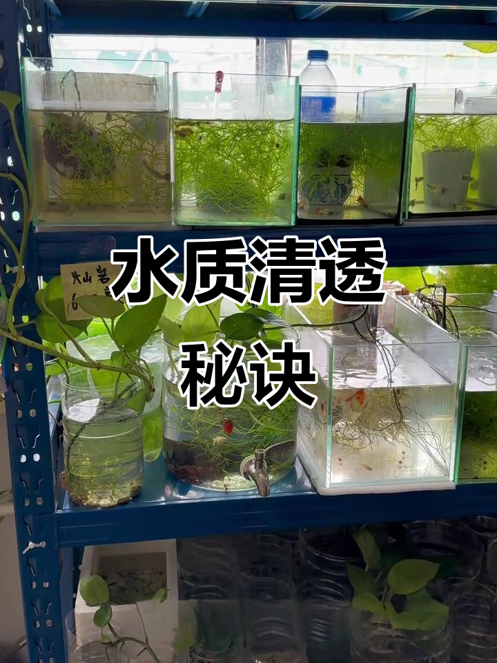 无论水桶或鱼缸,教你轻松避免绿藻,水质更清澈!