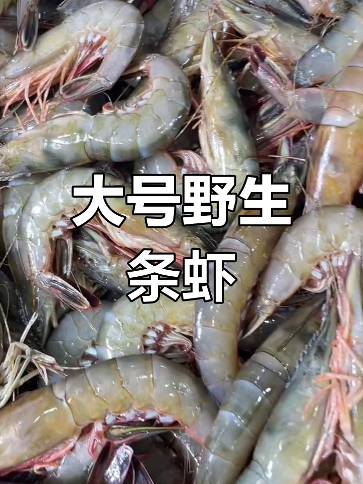 新鲜海捕条虾,个头超大