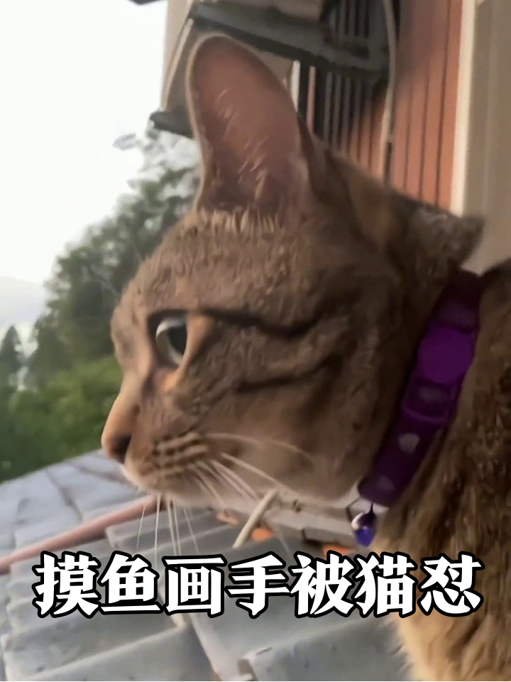 画画摸鱼被猫怼：人类画的还没我尾巴毛顺