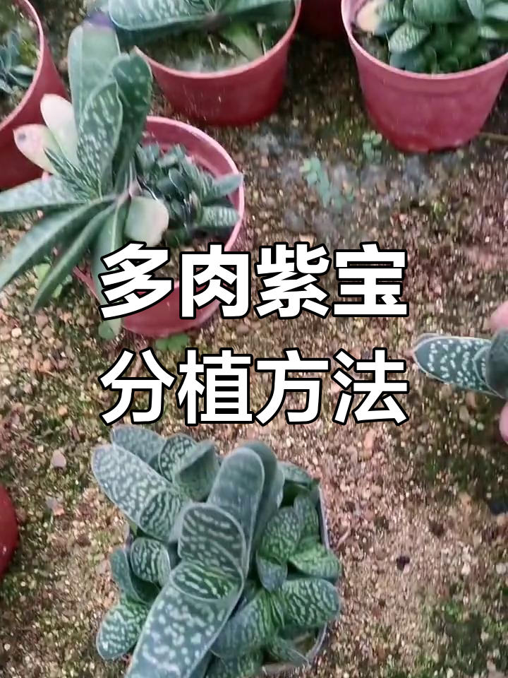 紫宝多肉植物分植技巧,轻松一盆变多盆
