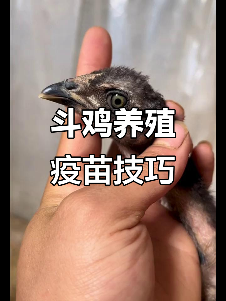 小鸡疫苗接种全流程,防病于未然