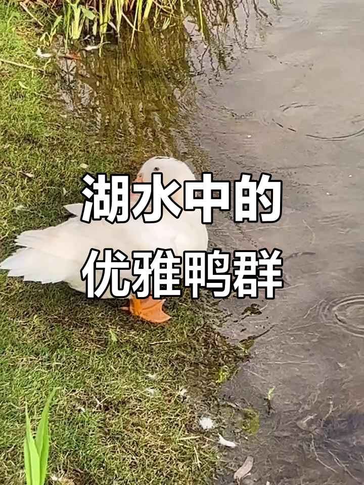 神仙湖的鸭子,白羽黄嘴,悠闲自在,与鱼共舞,无忧无虑