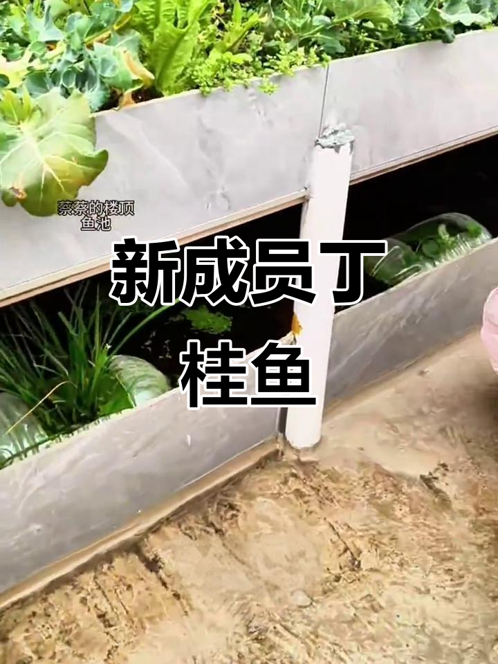 丁桂鱼加入池塘,长到一斤左右,孩子也能放心食用