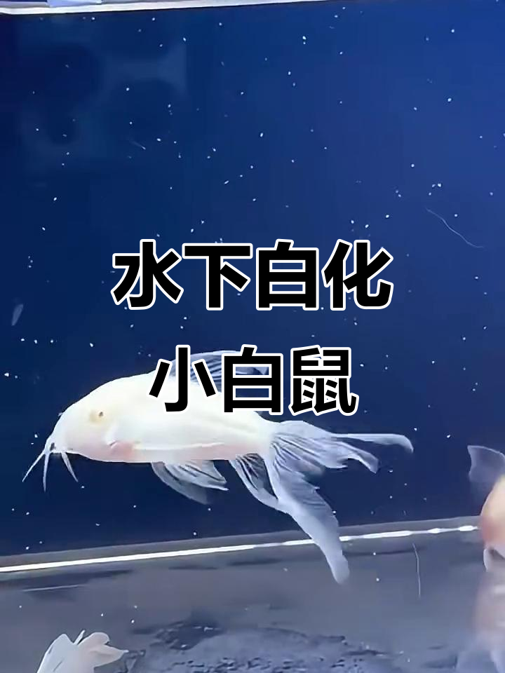 白鼠鱼:能在水底呼吸的清洁小鱼,适合家养