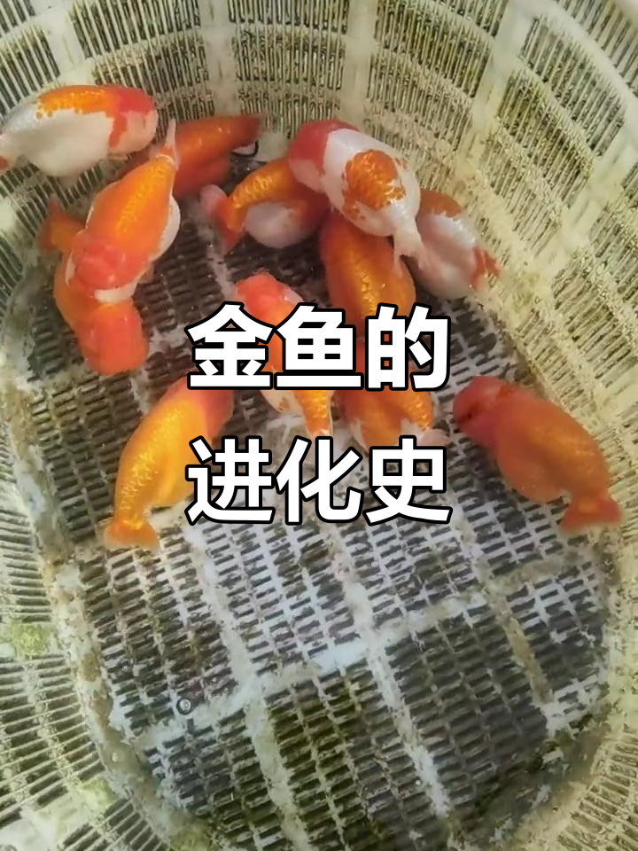 金鱼的历史演变:从草金鱼到蝶尾的变迁