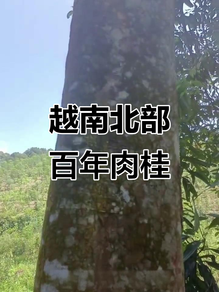 越南30年野生肉桂树,直径50厘米高五六层楼